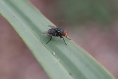 Cochliomyia