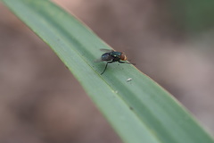 Cochliomyia