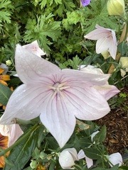 Platycodon