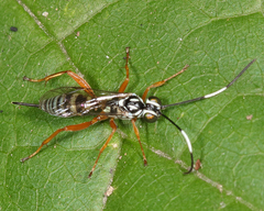Lymeon orbus