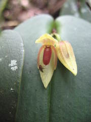 Pleurothallis linguifera