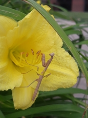 Stagmomantis carolina