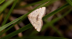 Macaria helena