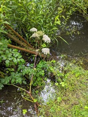Angelica sylvestris