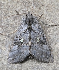Syngrapha viridisigma