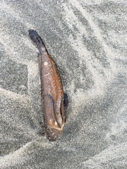 Trachicephalus uranoscopus