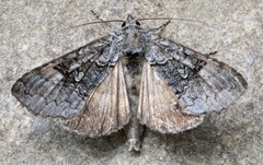 Syngrapha viridisigma