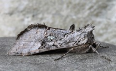 Syngrapha viridisigma