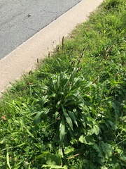 Plantago lanceolata