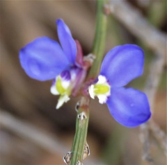 Comesperma scoparium