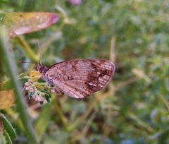 Phyciodes graphica