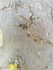 Crematogaster scutellaris