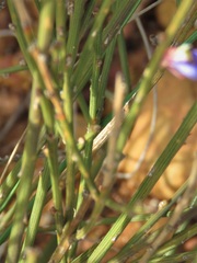 Comesperma scoparium