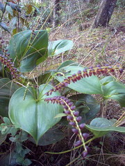 Pleurothallis penduliflora
