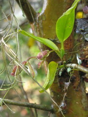 Rodriguezia granadensis