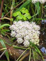 Angelica sylvestris