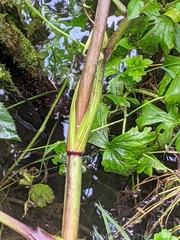 Angelica sylvestris