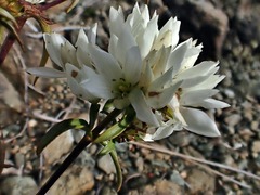 Gentianella stellata