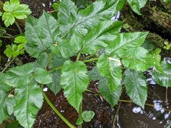 Angelica sylvestris