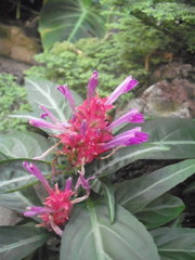 Porphyrocoma pohliana