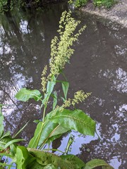 Rumex hydrolapathum