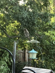 Haemorhous mexicanus