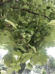Acer rubrum