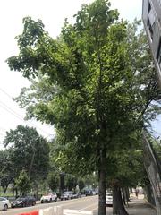 Acer rubrum