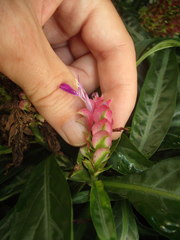 Porphyrocoma pohliana