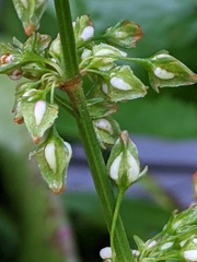 Rumex hydrolapathum