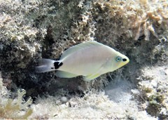 Hypoplectrus unicolor