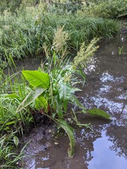 Rumex hydrolapathum