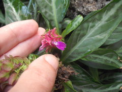 Porphyrocoma pohliana