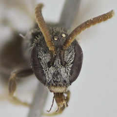 Lasioglossum