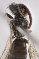 Lasioglossum