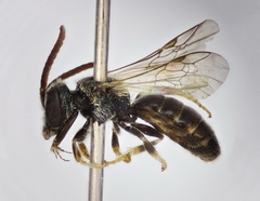 Lasioglossum