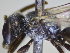 Lasioglossum