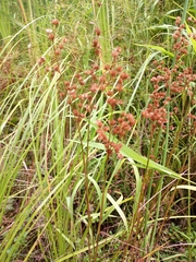 Juncus