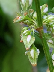 Rumex hydrolapathum