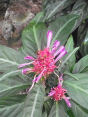 Porphyrocoma pohliana