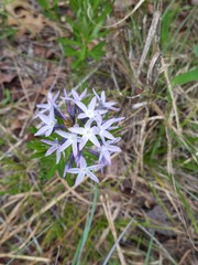 Amsonia ciliata texana