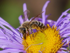 Cnemidandrena