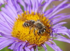 Cnemidandrena