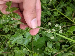 Apium nodiflorum