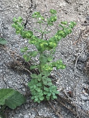 Euphorbia crenulata