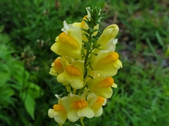 Linaria vulgaris