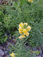 Linaria vulgaris