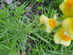 Linaria vulgaris