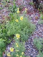 Linaria vulgaris