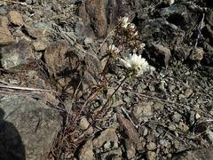 Gentianella stellata